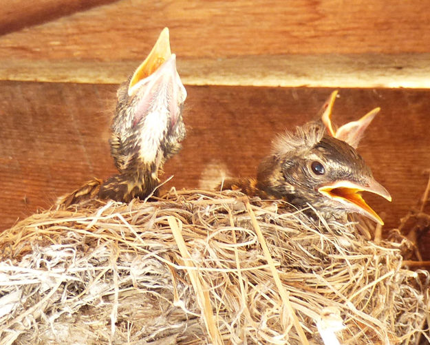 Feed Me!. Photo by Dawn Ballou, Pinedale Online.