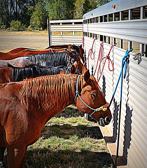 Roping horses. Photo by Terry Allen.