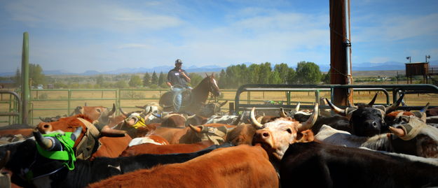 The Herd. Photo by Terry Allen.