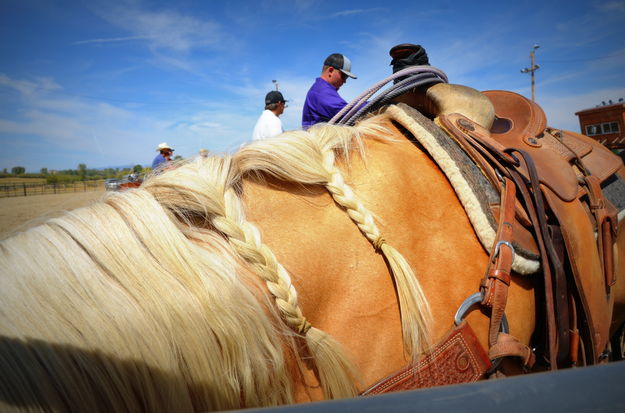 Braided Mane. Photo by Terry Allen.