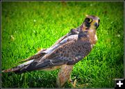 Hunting Falcon. Photo by Terry Allen.