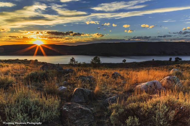 Golden. Photo by Dave Bell.