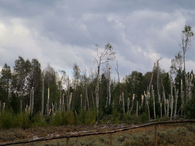 Clipped trees. Photo by Troy Fieseler.