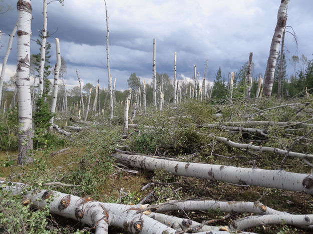 Downed aspen. Photo by Troy Fieseler.