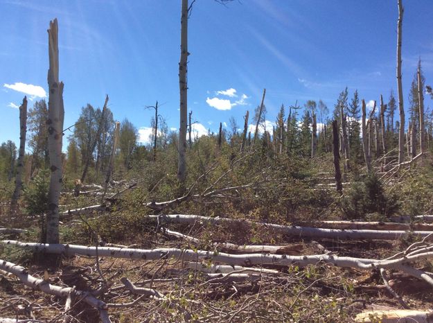 More Snapped Trees. Photo by Chris Jones, National Weather Service - Riverton Office.