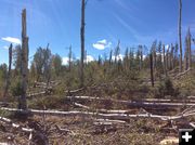 More Snapped Trees. Photo by Chris Jones, National Weather Service - Riverton Office.