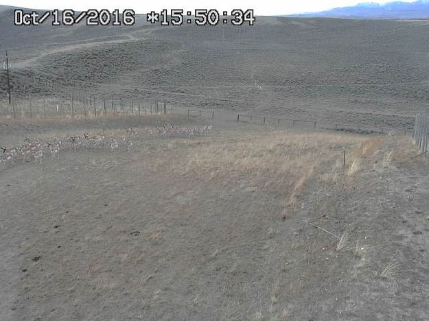 Before the snowstorm. Photo by Trappers Point Wildlife Overpass webcam.