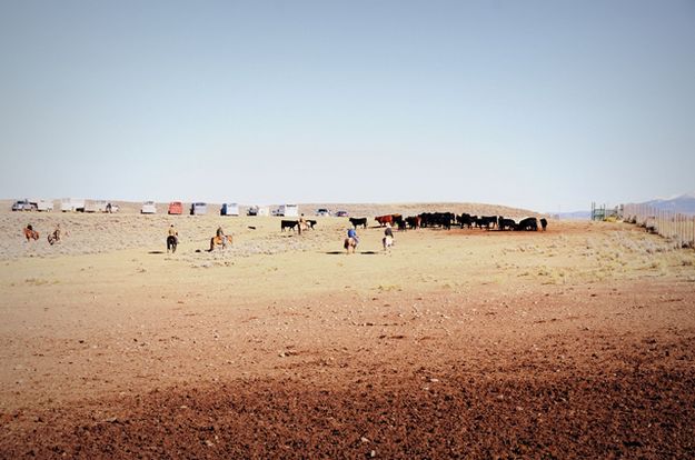 Moving Cattle. Photo by Terry Allen.