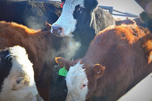 Cluster of Cattle in Cutting Pens. Photo by Terry Allen.