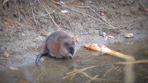 Muskrat in a Stream. Photo by Terry Allen.