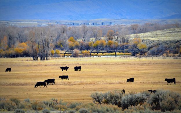 Historic Cattle Bridge. Photo by Terry Allen.