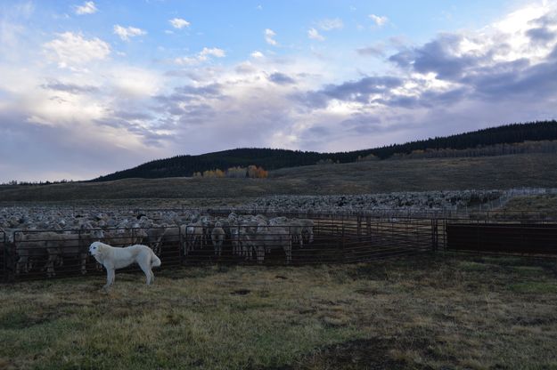 Penned. Photo by Cat Urbigkit, Pinedale Online.