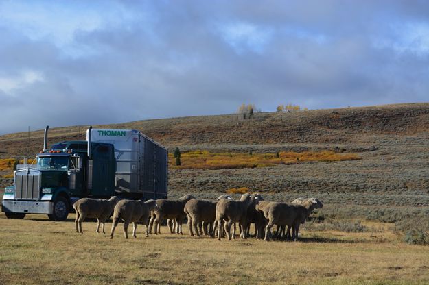 Ewes Wait. Photo by Cat Urbigkit, Pinedale Online.