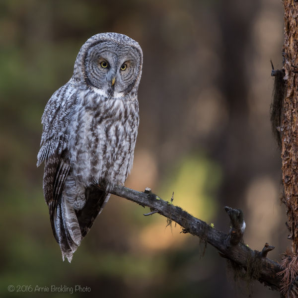 Great Gray. Photo by Arnold Brokling.