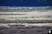 Meadow of Geese. Photo by Terry Allen.