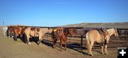 Horses at the Cutting Grounds. Photo by Terry Allen.