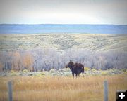 Moose off Paradise Road. Photo by Terry Allen.