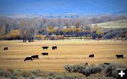 Historic Cattle Bridge. Photo by Terry Allen.