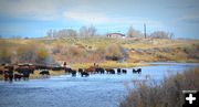 Stopping to Water the Herd. Photo by Terry Allen.