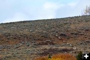 Ewes Coming Down. Photo by Cat Urbigkit, Pinedale Online.