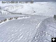 Huge Pronghorn herd. Photo by Trappers Point Wildlife Overpass webcam.