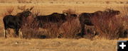 3 Bulls. Photo by Fred Pflughoft.