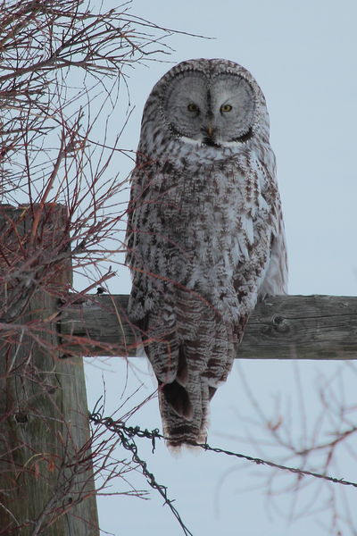 Great grey owl. Photo by Fred Pflughoft.