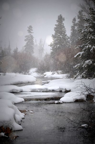 Pine Creek. Photo by Terry Allen.