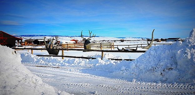 Kautza Wildlife Creations. Photo by Terry Allen.