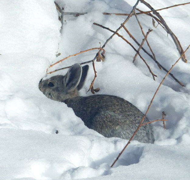 Finding leaves under the snow. Photo by Dawn Ballou, Pinedale Online.