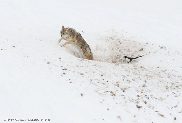 Fur Trapper. Photo by Arnold Brokling.