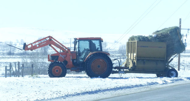 Feeding hay. Photo by Dawn Ballou, Pinedale Online.