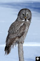 Great Grey Owl. Photo by Fred Pflughoft.