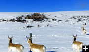 Hey wait for us. Photo by Dawn Ballou, Pinedale Online.