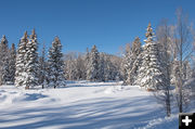 Snowy trees. Photo by Arnold Brokling.