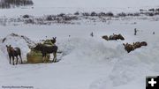 Moose feedground. Photo by Dave Bell.