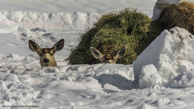 Here to stay. Photo by Dave Bell.