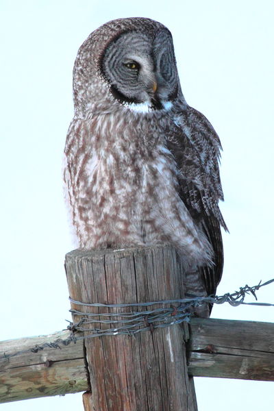 Great Grey Owl. Photo by Fred Pflughoft.