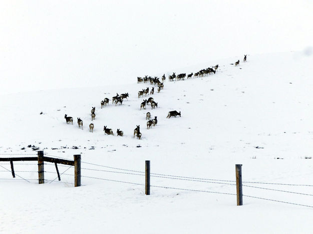 Up and over. Photo by Dawn Ballou, Pinedale Online.