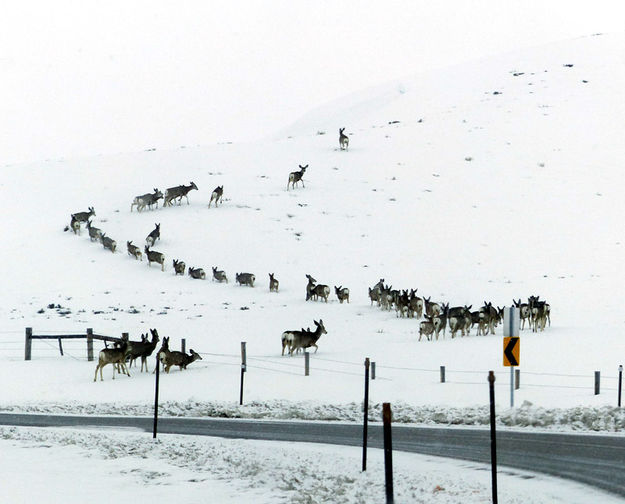 The leader struggles in the snow. Photo by Dawn Ballou, Pinedale Online.