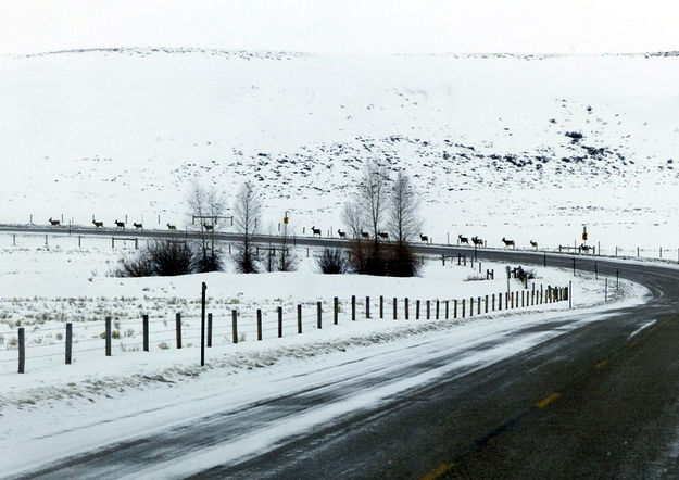 Line of deer. Photo by Dawn Ballou, Pinedale Online.