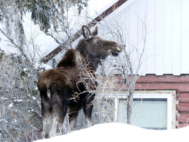 Munching. Photo by Dawn Ballou, Pinedale Online.