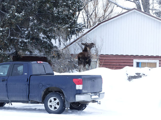 Standing on the snow pile. Photo by Dawn Ballou, Pinedale Online.