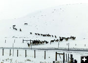 Winding up the hill. Photo by Dawn Ballou, Pinedale Online.