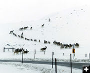 The leader struggles in the snow. Photo by Dawn Ballou, Pinedale Online.