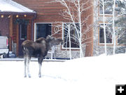 Eating on the aspens. Photo by Dawn Ballou, Pinedale Online.