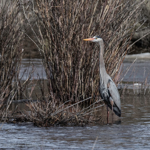 Blue heron. Photo by Arnold Brokling.