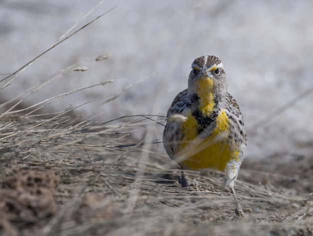 Meadowlark. Photo by Arnold Brokling.