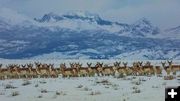 Wintering pronghorn. Photo by Dave Bell.