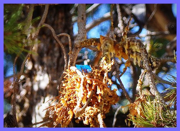 The Squirrel Candy Stash. Photo by Terry Allen.